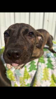 Dolly -  Pit Bull Terrier Dog for Adoption - Dolly | PetCurious