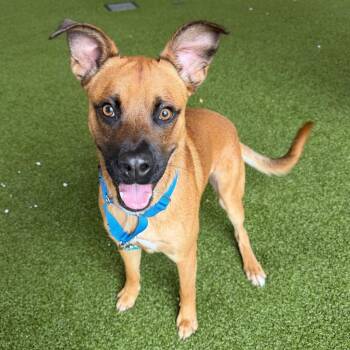 Black Mouth Cur and Mixed Breed Dogs Available for Adoption in West Palm Beach, Florida - Chip | PetCurious