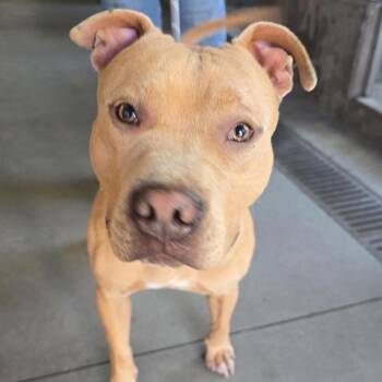 Pit Bull Terrier Dogs Available for Adoption in Los Angeles, California - Suede A2199117 | PetCurious
