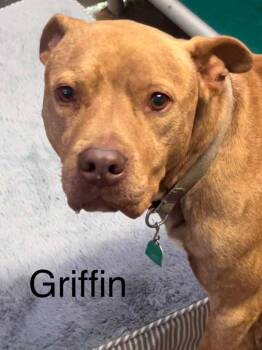 Mixed Breed Dogs Available for Adoption in Princeton, Indiana - Griffin | PetCurious