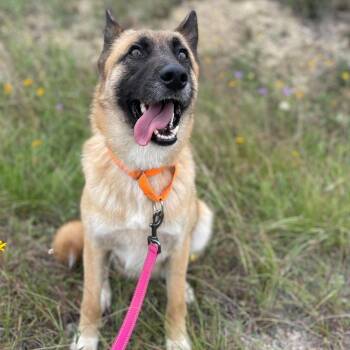 Calliope -  German Shepherd Dog Dog for Adoption in Center Point, Texas - Calliope | PetCurious