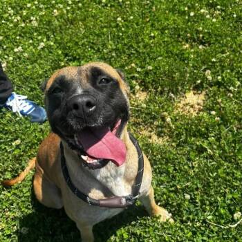 Boxer and Mastiff Dogs Available for Adoption in Plainfield, Illinois - Meeka | PetCurious