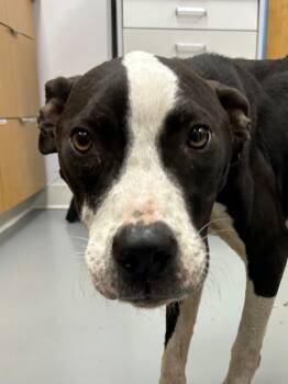 Rescue Labrador Retriever Dogs for Adoption in Hartsville, South Carolina - Skully | PetCurious