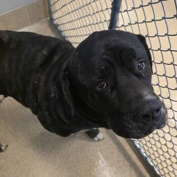 Nahni -  Bullmastiff and Great Pyrenees Dog for Adoption in Bristol, Indiana - Nahni | PetCurious