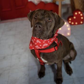 Lucky -  Chocolate Labrador Retriever and Mixed Breed Dog for Adoption in Aberdeen, North Carolina - Lucky | PetCurious
