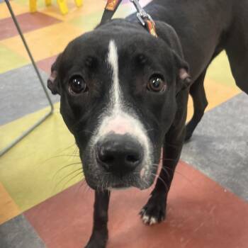 Mixed Breed Dogs Available for Adoption - Tranquility | PetCurious