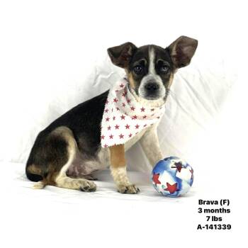 Rat Terrier Dogs Available for Adoption in Brookshire, Texas - Brava-Local April 24-26 | PetCurious