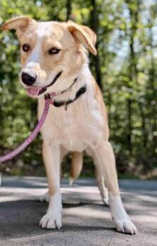 Rescue Shepherd Dogs for Adoption in Waverly, Tennessee - GABE | PetCurious