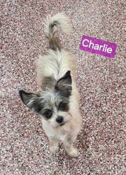 Yorkshire Terrier Dogs Available for Adoption in Wheelersburg, Ohio - Charlie | PetCurious