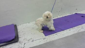 Poodle and Mixed Breed Dogs Available for Adoption in Houston, Texas - COLOCHA | PetCurious