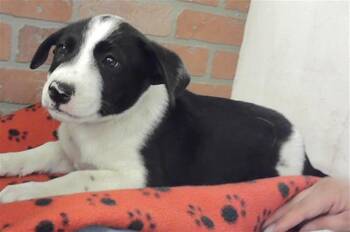 German Shepherd Dog and Mixed Breed Dogs Available for Adoption in Houston, Texas - TROUT | PetCurious