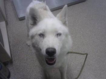 LUPIN -  Great Pyrenees and Mixed Breed Dog for Adoption in Albuquerque, New Mexico - LUPIN | PetCurious