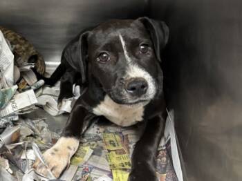 Rescue Pit Bull Terrier and Mixed Breed Dogs for Adoption in Honolulu, Hawaii - 59658153 | PetCurious
