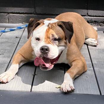 Jade -  American Bulldog and Boxer Dog for Adoption in Island Lake, Illinois - Jade | PetCurious
