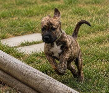 Honey -  Pit Bull Terrier Dog for Adoption in Tulsa, Oklahoma - Honey | PetCurious