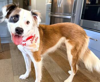 English Springer Spaniel Dogs Available for Adoption in Brooklyn Center, Minnesota - Lentil | PetCurious