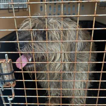 Precious -  Terrier and Mixed Breed Dog for Adoption in Montgomery, Alabama - Precious | PetCurious