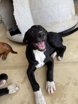 Labrador Retriever and Mixed Breed Dogs Available for Adoption - Victor | PetCurious
