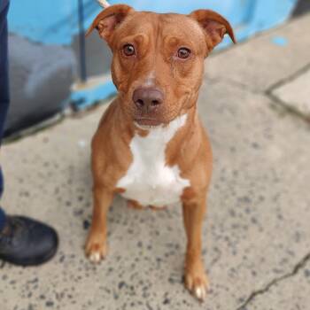 Marble -  Pit Bull Terrier Dog for Adoption in Jersey City, New Jersey - Marble | PetCurious