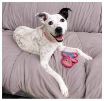 Cali -  Cattle Dog Dog for Adoption in Henderson, Texas - Cali | PetCurious