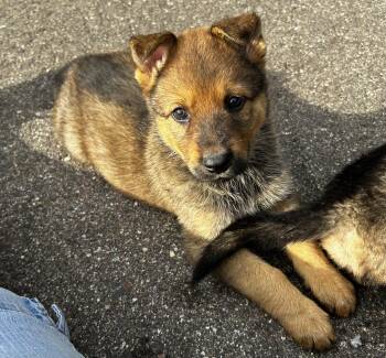 Gemma -  German Shepherd Dog and Husky Dog for Adoption in Farmington, Minnesota - Gemma | PetCurious