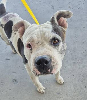 Pit Bull Terrier Dogs Available for Adoption in Thousand Oaks, California - Hazel - URGENT AND AT RISK | PetCurious