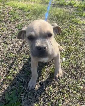 Boxer and Pit Bull Terrier Dogs Available for Adoption - Peggy | PetCurious