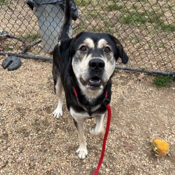 Rescue Mixed Breed Dogs for Adoption in Philadelphia, Pennsylvania - Happy | PetCurious