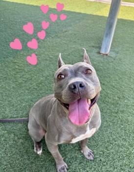 Staffordshire Bull Terrier Dogs Available for Adoption in Santa Monica, California - Dior | PetCurious