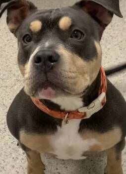 Rescue American Bulldog and Mixed Breed Dogs for Adoption in Fishers, Indiana - Molly | PetCurious