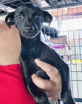 Terrier and Chihuahua Dogs Available for Adoption in New York, New York - Millie | PetCurious