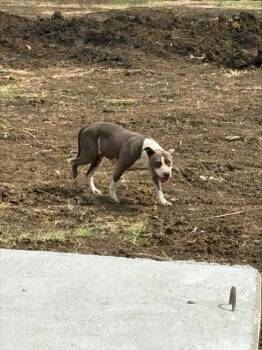 Rescue American Staffordshire Terrier and Mixed Breed Dogs for Adoption in Grand Prairie, Texas - SKELLY | PetCurious