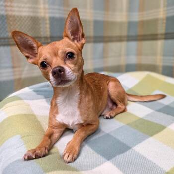 Tinker -  Chihuahua Dog for Adoption in Gainesville, Texas - Tinker | PetCurious