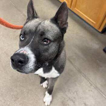 Mixed Breed Dogs Available for Adoption in York, Pennsylvania - YORK-Stray-15362 | PetCurious