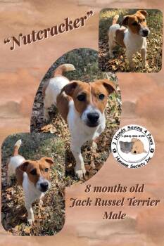 Rescue Jack Russell Terrier Dogs for Adoption in Thomson, Georgia - Nutcracker | PetCurious
