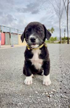 Labrador Retriever and Shepherd Dogs Available for Adoption in Isabela, Isabela - Socks - Loving, Black Lab Mix, Girl Puppy - *LOW ADOPTION FEE * | PetCurious