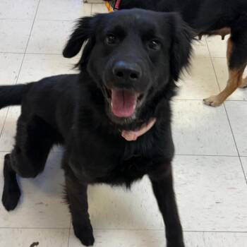 Mixed Breed Dogs Available for Adoption - Alfie | PetCurious