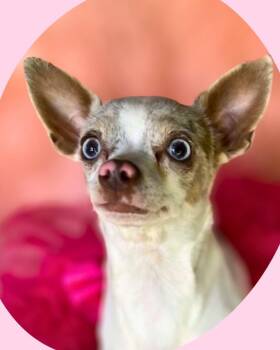 Bubbles -  Chihuahua Dog for Adoption in College Station, Texas - Bubbles | PetCurious