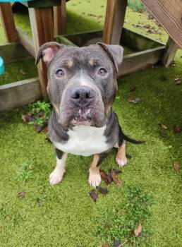 Rescue American Staffordshire Terrier Dogs for Adoption in Wooster, Ohio - Boss | PetCurious