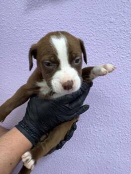 Mixed Breed Dogs Available for Adoption - Pup3 | PetCurious
