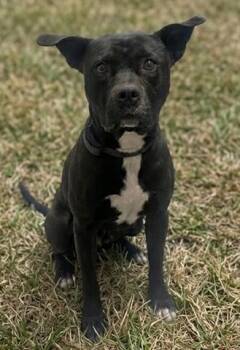 Pit Bull Terrier Dogs Available for Adoption - BROCK | PetCurious