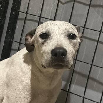 Cadi -  Pit Bull Terrier Dog for Adoption in Birmingham, Alabama - Cadi | PetCurious
