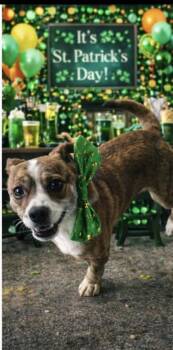 Mixed Breed Dogs Available for Adoption - Paprika | PetCurious