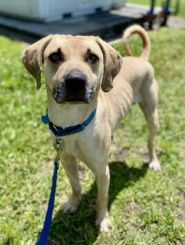 Bonsai -  Mixed Breed Dog for Adoption in Vero Beach, Florida - Bonsai | PetCurious