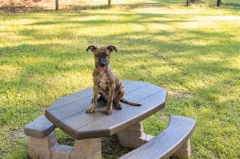 Max -  Mixed Breed Dog for Adoption in Mobile, Alabama - Max | PetCurious