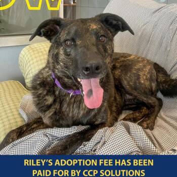 Rescue Mixed Breed Dogs for Adoption in New York, New York - Riley | PetCurious