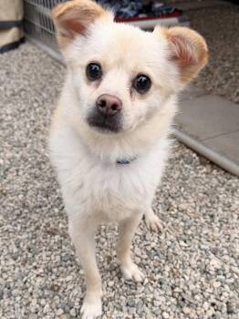 Pomeranian and Chihuahua Dogs Available for Adoption in Agua Dulce, California - Sonny | PetCurious