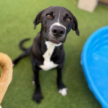 Rescue German Pinscher Dogs for Adoption in Loxahatchee Groves, Florida - Guanica Litter -Marcus | PetCurious