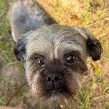 Smokey Canelo -  Lhasa Apso Dog for Adoption in Houston, Texas - Smokey Canelo | PetCurious