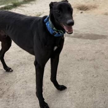 Greyhound Dogs Available for Adoption in Venice, Florida - Rekia Rolo (Rolo) | PetCurious